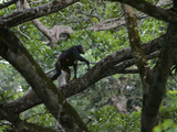 With Her Infant Clinging to Her Belly  a Chimp Climbs a Fig-Tree