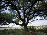 A Ranch Landscape with a Large Tree