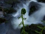 A Furled Fern Frond at the Edge of Trillium Falls