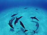 Atlantic Spotted Dolphin (Stenella Frontalis) Group  Bahamas