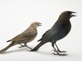 Male and Female Brown-Headed Cowbirds  Molothrus Ater