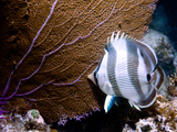 A Butterfly Fish Hides by a Sea Fan for Protection at Night