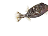 A Whitespotted Boxfish Collected from a Sample of Coral Reef