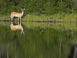 A White-Tailed Deer and Reflection by the Shoreline