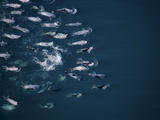 Harp Seals Migrate Through Lancaster Sound