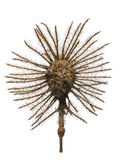 A Burio Tree Seed Collected from a Sample of Tropical Cloud Forest