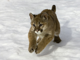 Mountain Lion (Felis Concolor) Cub in the Snow  Kalispell  Montana