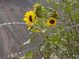 Sunflowers on the Road Between Leh to Kargil