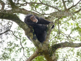 A Chimp Resting High in the Forest Canopy