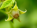 A Raspberry Flower  Open and Ready for Pollination