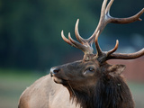A Roosevelt Elk Bull in Prairie Creek Redwoods State Park