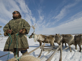 Reindeer Rest after Wallowing Through Deep  Wet Spring Snow