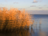Common Reeds  Phragmites Communis  at Sunset