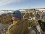 Komi Reindeer Herder Drives His Team Along a Dangerous Melting Stream