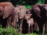Elephants Guard their Young While on the Move