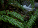 Fern Fronds at the Edge of Trillium Falls