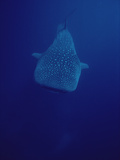 Whale Shark (Rhincodon Typus) Underwater Portrait  Threatened  Hawaii