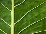 Detail of a Taro Leaf (Colocasia Antiquorum)