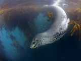 A Leopard Seal with Mouth Stained with the Blood of Penguins