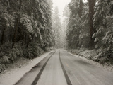 A Rare Snow Blankets Del Norte Redwoods State Park