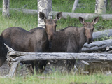 Pair of Female Northwestern Moose  Alces Alces Andersoni