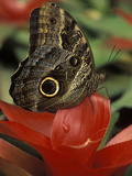 Illioneus Giant Owl (Caligo Illioneus) on Flower  Venezuela