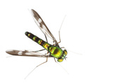 A Fly of the Genus Amblypsilopus Collected from a Tree-Canopy Sample