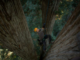 A Biologist Studies a Large Fern Mat  Heart of Posidion