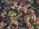 Tiny Lingonberry Bushes Grow Amongst Other Plants in the Tundra
