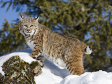 Bobcat (Lynx Rufus) in the Snow  Kalispell  Montana