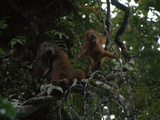 A Female Orangutan  Pongo Pygmaeus  and Her Baby in a Tree
