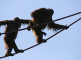 Orangutans Using an O-Line to Cross Between Enclosures