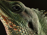 Water Dragon (Physignathus Cocincinus) Face  Native to Southeast Asia