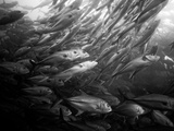 Jack Fish School for Protection Near a Seamount