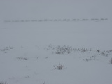 A Komi Reindeer-Herding Clan on the Tundra in Heavy Whiteout Fog
