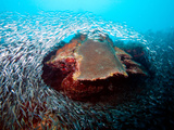 Fry School around a Coral Head in Mexico