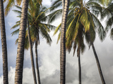 The Midsection of a Group of Palm Trees on the Island of Molokai
