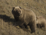 Grizzly Bear (Ursus Arctos)  Alaska