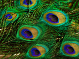 Close Up of a Bunch of Peacock Tail Feathers