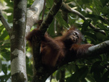Juvenile Orangutan  Pongo Pygmaeus  Reclines on a Tree Branch
