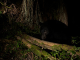 A Remote Camera Captures a Black Bear Crossing a Fallen Log