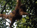 Female Orangutan  Pongo Pygmaeus  with Her Baby Clinging to Her Back