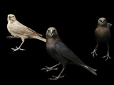Male and Female Brown-Headed Cowbirds  Molothrus Ater