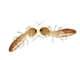 A Pair of Termites Collected from a Sample of Deciduous Forest