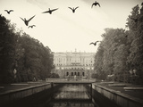 Ducks Fly Along the Canal in Front of Paterhof