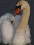 Male Mute Swan  Cygnus Olor  Portrait