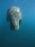 Dugong (Dugong Dugon) Swimming at Water Surface  Lamen Bay  Epi Island  Vanuatu