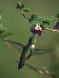 Rufous Hummingbird (Selasphorus Rufus) and Salmonberry (Rubus Spectabilis) Flower  Cordova  Alaska