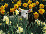 Domestic Sheep (Ovis Aries) Lamb Among Spring Daffodils (Narcissus Sp) Canterbury  New Zealand