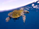 A Sea Turtle Offers Some Protection for Small Fish in the Open Ocean